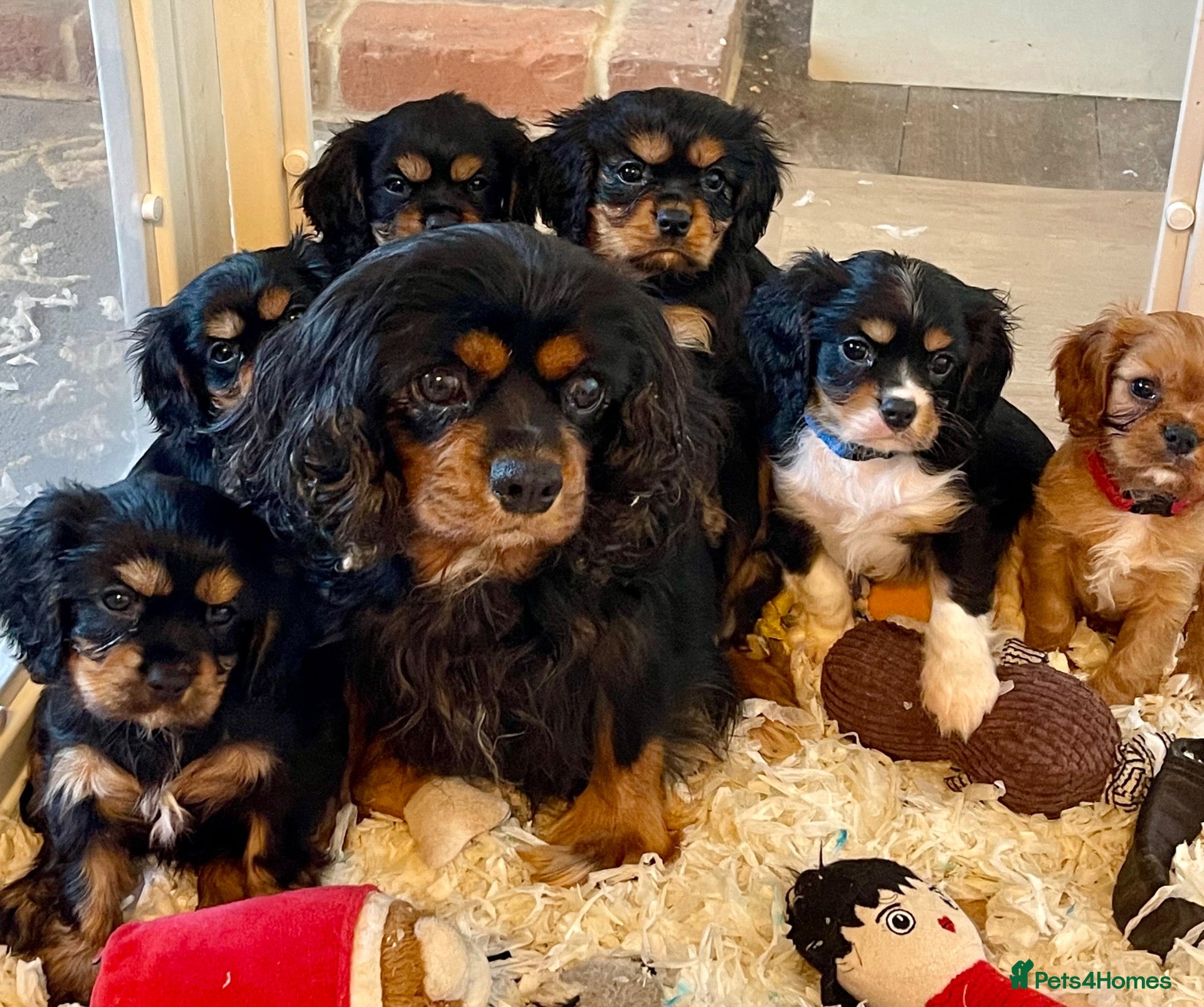 Cavalier King Charles Spaniel dogs for sale: Adorable RKC registered Health tested parents  - Advert 2