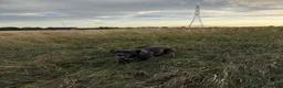 Mixed Breed dogs for sale: Black lab cross looking for new home. - Advert 1
