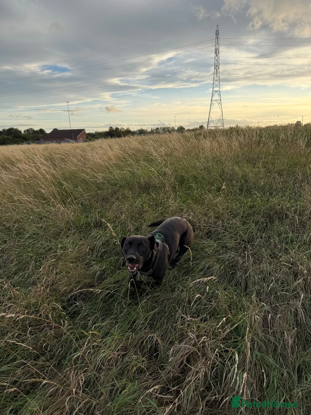 Mixed Breed dogs for sale: Black lab cross looking for new home. - Advert 1