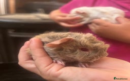 Guinea Pig rodents for sale: Litter of 6 beautiful baby Abyssinian guinea pigs - Image 9