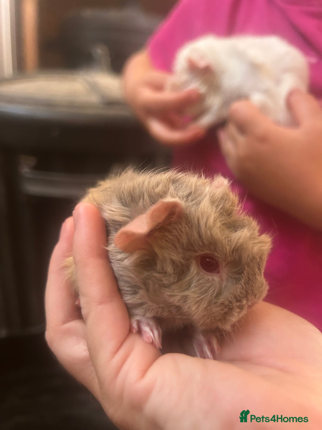 Guinea Pig rodents for sale: Litter of 6 beautiful baby Abyssinian guinea pigs - Image 9