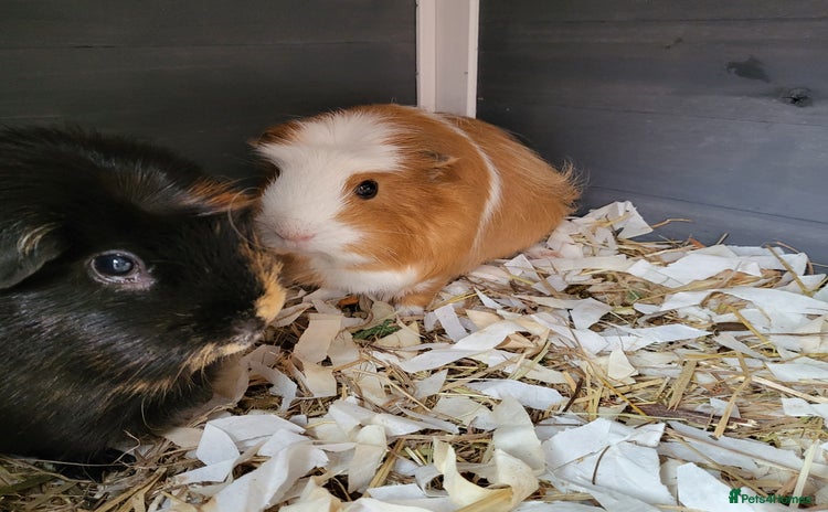 Guinea Pig rodents - Advert 3