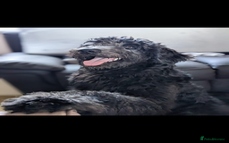 Goldendoodle dogs for stud: Frankie for stud only.   - Image 2