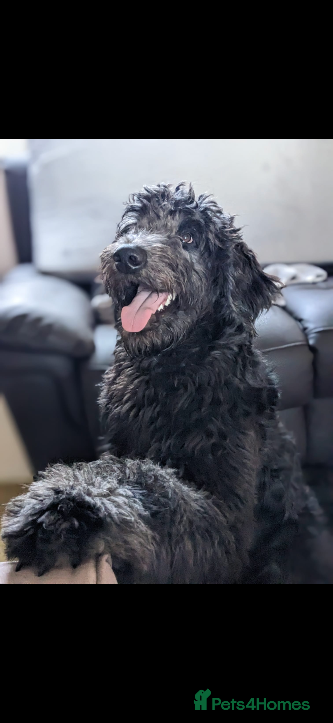 Goldendoodle dogs for stud: Frankie for stud only.   - Image 2