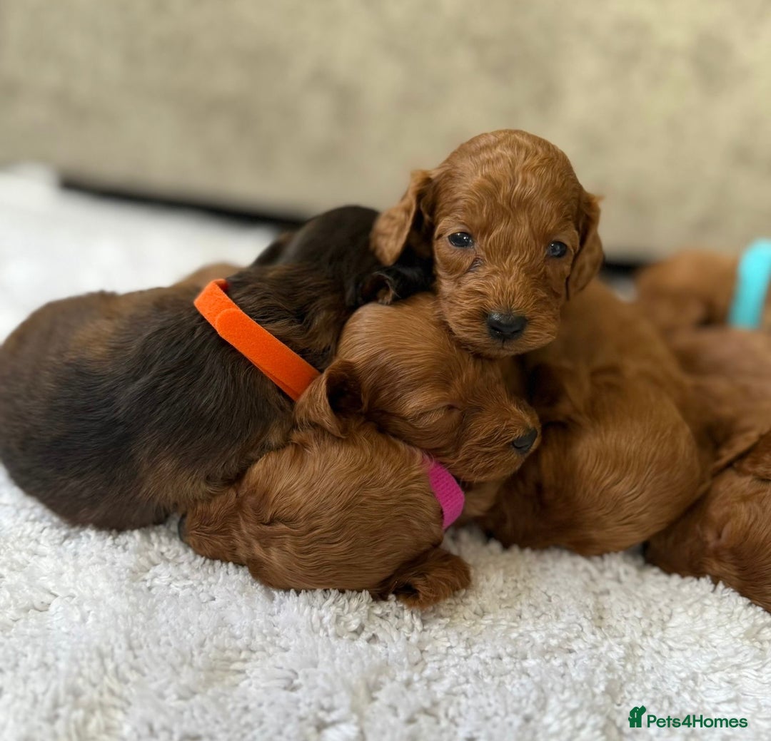 Cockapoo dogs for sale: 🌟 8 beautiful F1 b cockapoo puppies 🌟 - Image 6