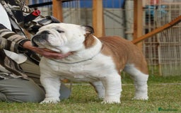 English Bulldog dogs for sale: English bulldog pups  - Image 7