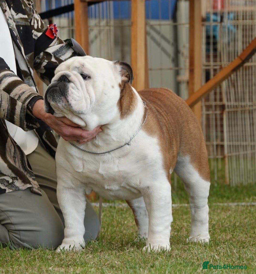 English Bulldog dogs for sale: English bulldog pups  - Image 7
