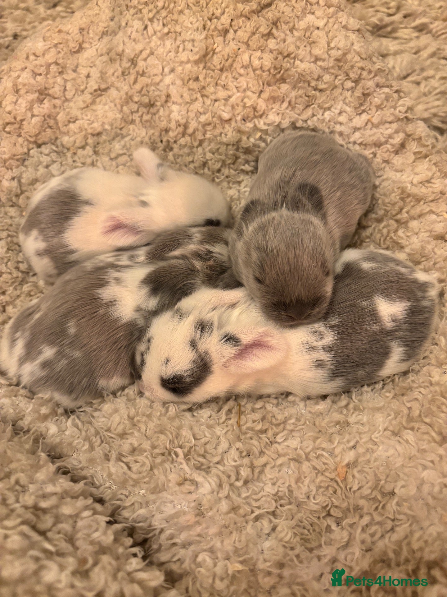 Mini Lop rabbits 4 mini lops for sale  - Advert 13