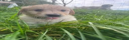 Golden Retriever dogs for sale: Golden Retriever female puppy for sale - Advert 10