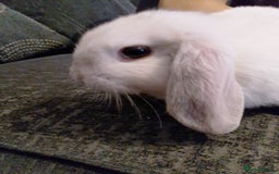 Mini Lop rabbits for sale: Beautiful Mini Lop Bunnies for sale  - Image 10