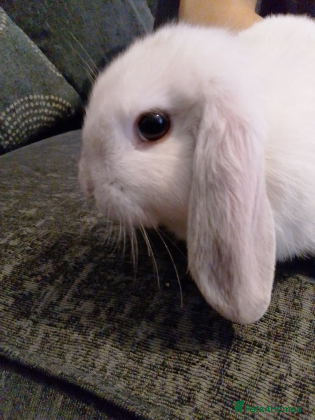 Mini Lop rabbits for sale: Beautiful Mini Lop Bunnies for sale  - Image 10