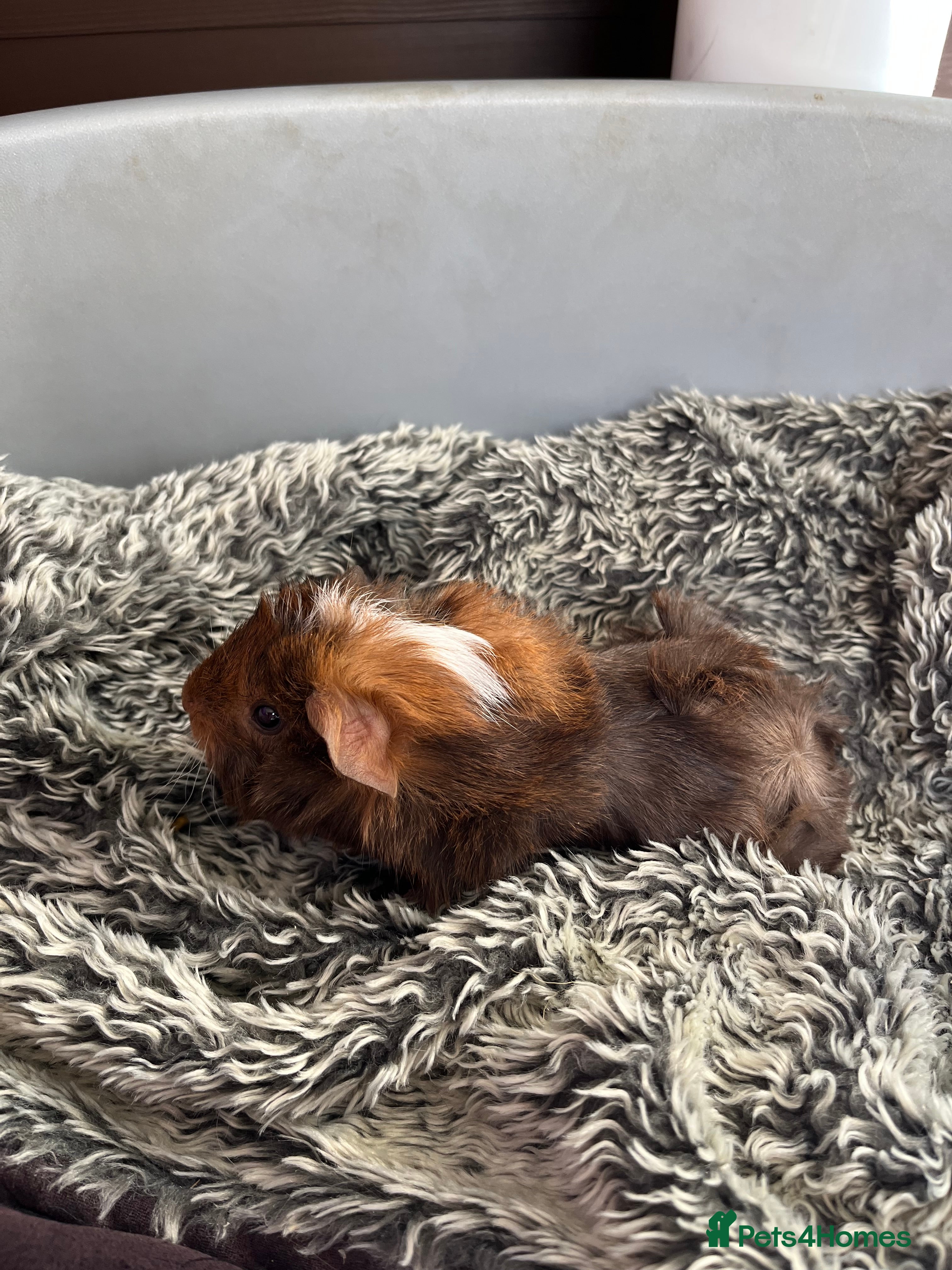 Guinea Pig rodents Boy guinea pigs for sale - READY - Advert 17