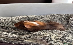 Guinea Pig rodents for sale: Boy guinea pigs for sale  - Image 2