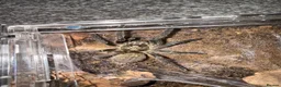 Spiders invertebrates for sale:  Tarantulas Available in Oldham - Advert 5