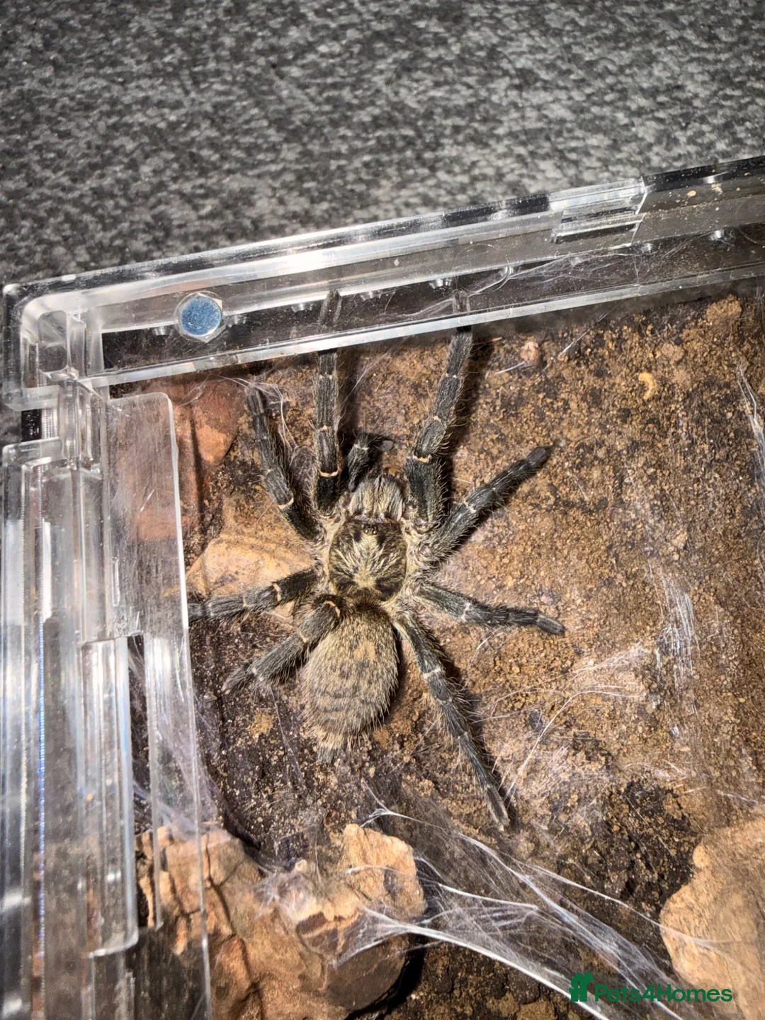 Spiders invertebrates for sale:  Tarantulas Available in Oldham - Advert 5