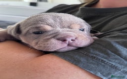 English Bulldog dogs for sale: Self Whelped Healthy English bulldog Babies❤️🤍 - Image 9