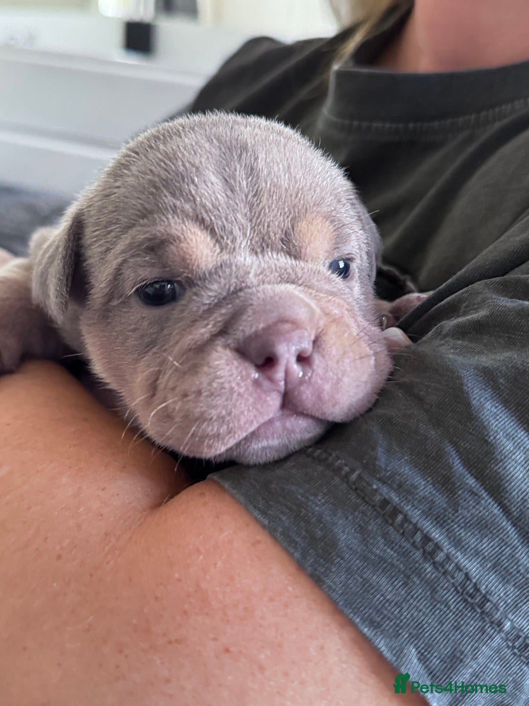 English Bulldog dogs for sale: Self Whelped Healthy English bulldog Babies❤️🤍 - Image 9