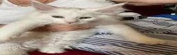 Maine Coon cats for sale: White Maine Coon kittens - Advert 5