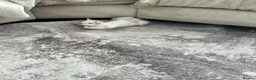 Mixed Breed cats for sale: Adorable white kitten  - Advert 3