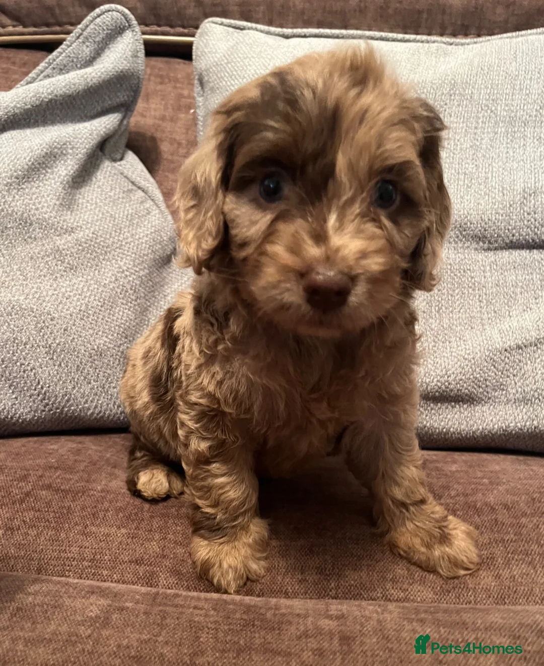 Cockapoo dogs for sale: 💙Beautiful,super friendly,Cockapoo F1 Puppies  - Advert 17