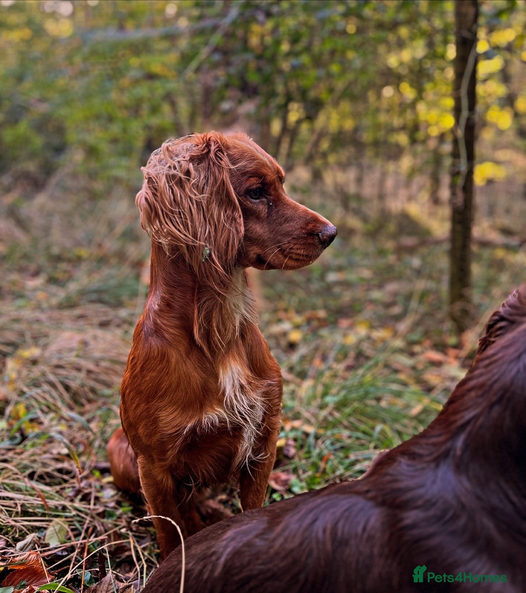 Cocker Spaniel dogs for stud: Health tested. Carries tan. KC reg.  in Blandford Forum - Advert 7
