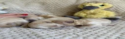 Maltipoo dogs for sale: F1 Maltipoo Puppies - Advert 6