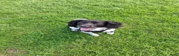 English Springer Spaniel dogs for stud: Hugo. in Sheffield - Advert 4