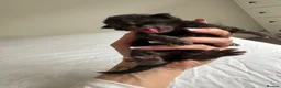 Maine Coon cats for sale: 🖤LAST BLACK SMOKE GIRL🖤 - Advert 9