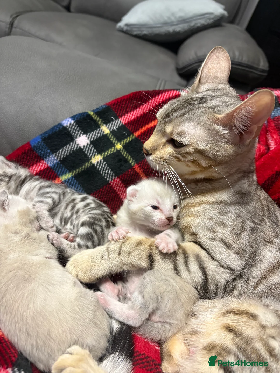 Bengal cats for sale: Bengal tiger kittens  - Advert 16