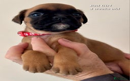 Boxer dogs for sale: 9 Beautiful Boxer Pups - Available from 22/12/2025 - Advert 17