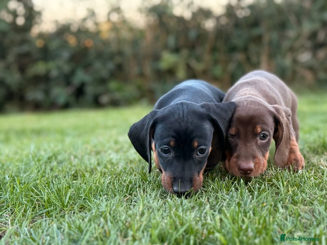 Dachshund dogs for sale: Beautiful KC smooth haired dachshund puppies  - Image 5