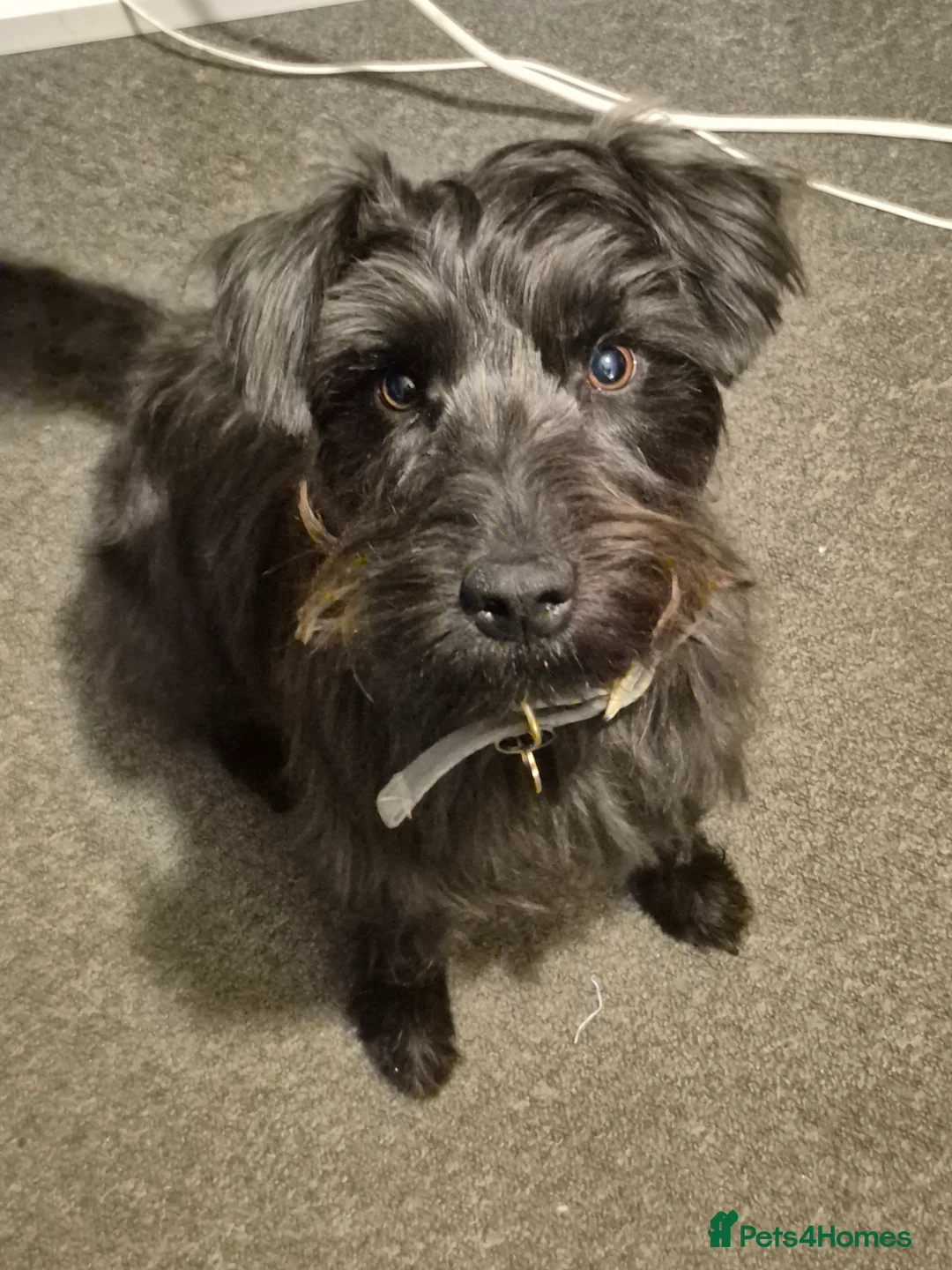 Patterdale Terrier dogs for stud: Patterdale/ Black Fell Terrier for Stud  - Advert 2