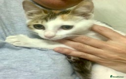 Mixed Breed cats for adoption: PALOMA -WE NEED FOSTER HOMES 4 NEUTERED CATS - Image 1