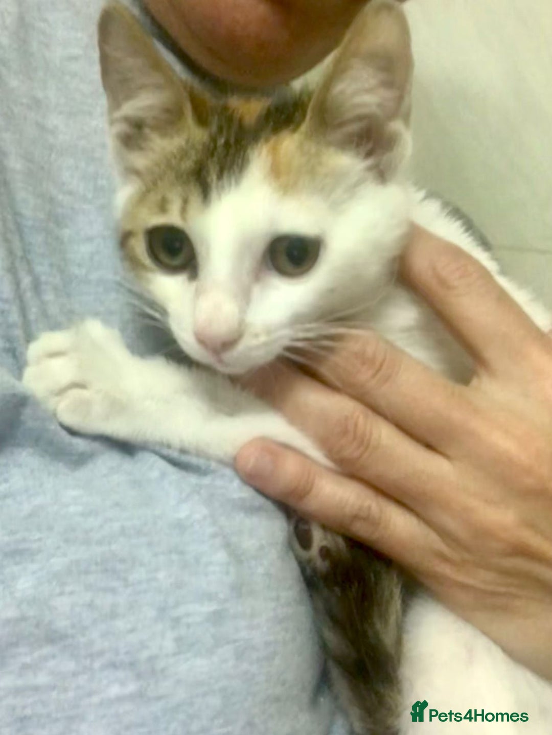 Mixed Breed cats for adoption: PALOMA -WE NEED FOSTER HOMES 4 NEUTERED CATS - Image 1