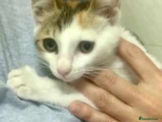 Mixed Breed cats PALOMA -WE NEED FOSTER HOMES 4 NEUTERED CATS - Advert 17