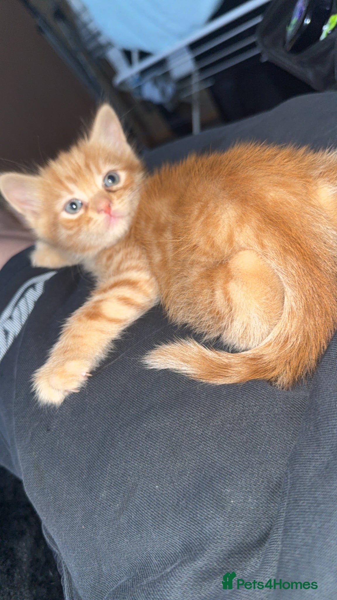 Persian cats for sale: 2 stunning PersianX kittens looking for new homes  - Advert 7