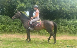 English Thoroughbred horses for sale: Supreme Sally - a super sort  - Image 1
