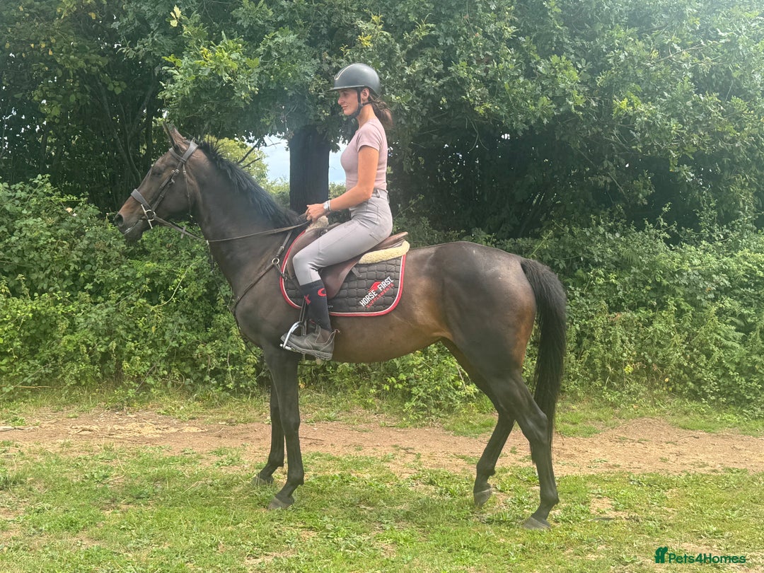 English Thoroughbred horses for sale: Supreme Sally - a super sort  - Image 1