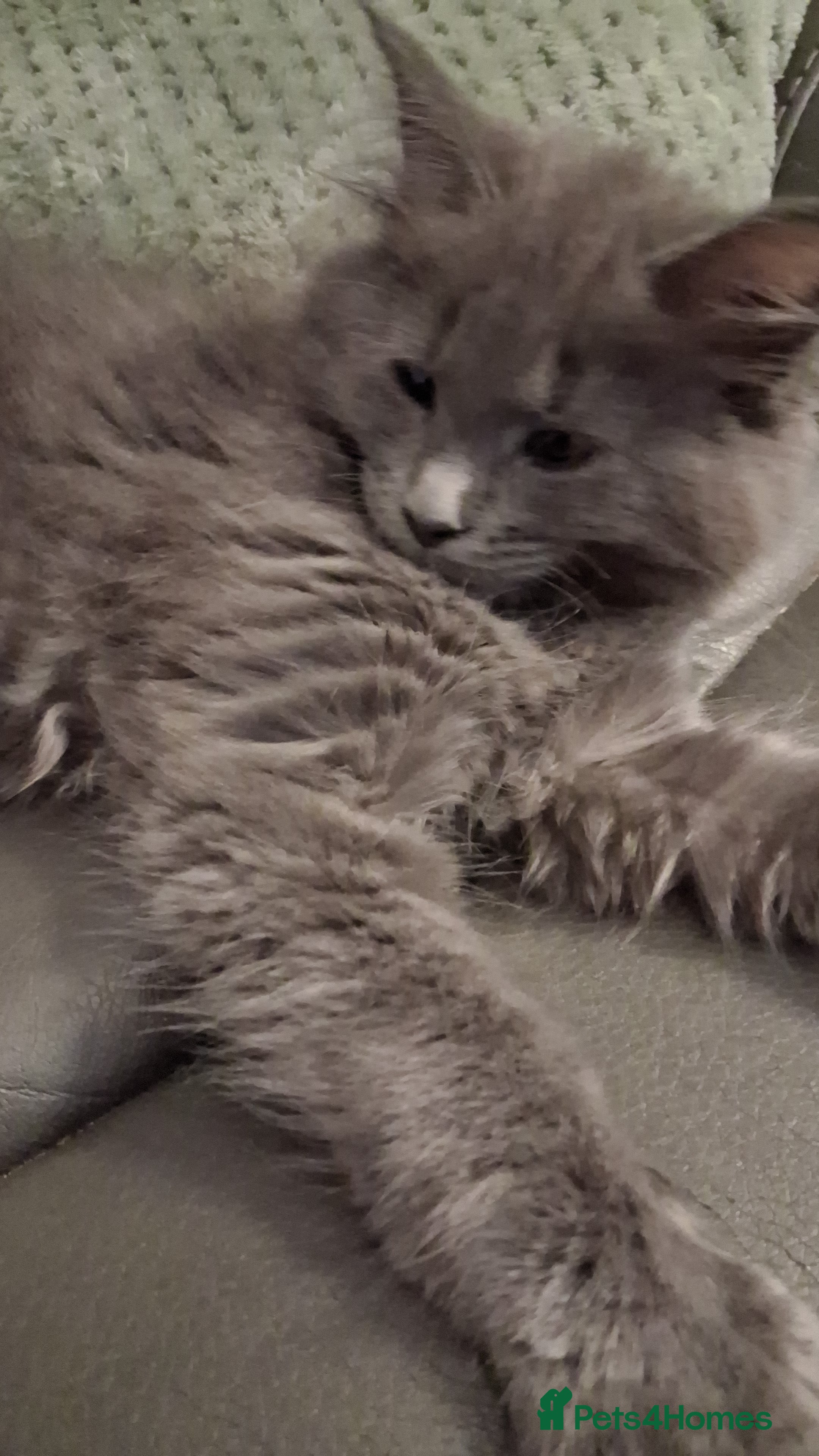 Maine Coon cats Stunning solid blue maine coon kitten - Advert 5