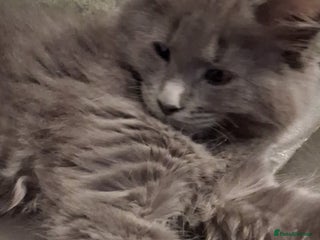 Maine Coon cats Stunning solid blue maine coon kitten - Advert 4