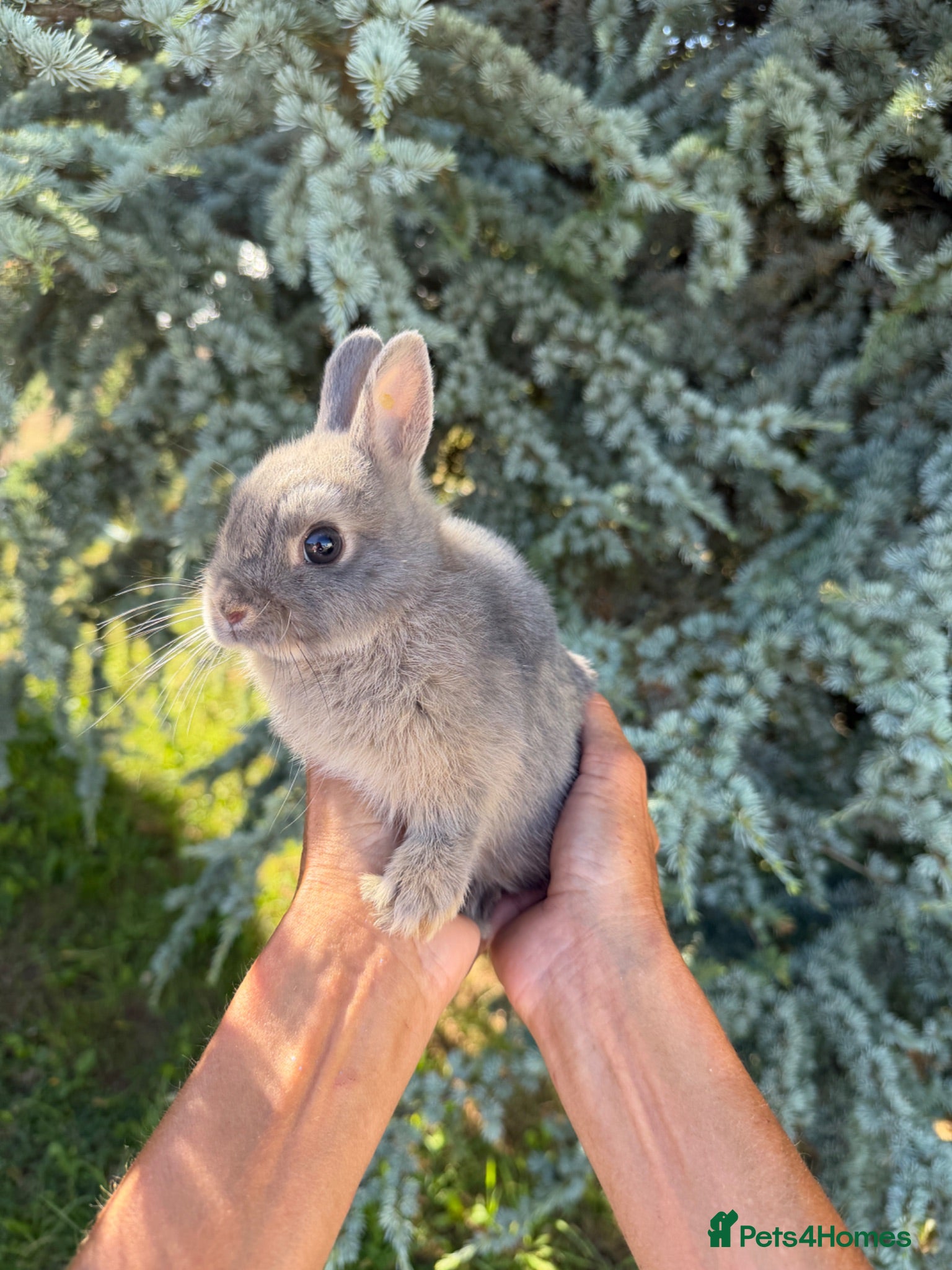 Netherland Dwarf rabbits Netherland Dwarf Baby Rabbit Chinchilla Pure Bred  - Advert 1