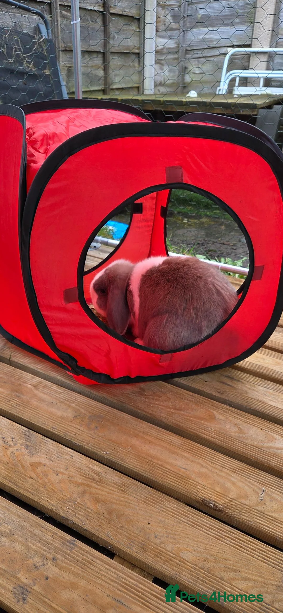 Mixed Breed rabbits for sale: 2x Female Rabbits - Advert 12