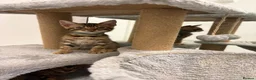 Bengal cats for sale: Bengal kittens  - Advert 19