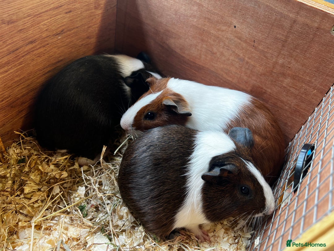 Guinea Pig rodents for sale: Dutch Sows/girls - Image 16