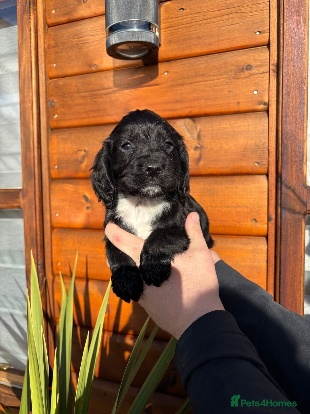 Cocker Spaniel dogs for sale: Cocker spaniel puppies  - Advert 3