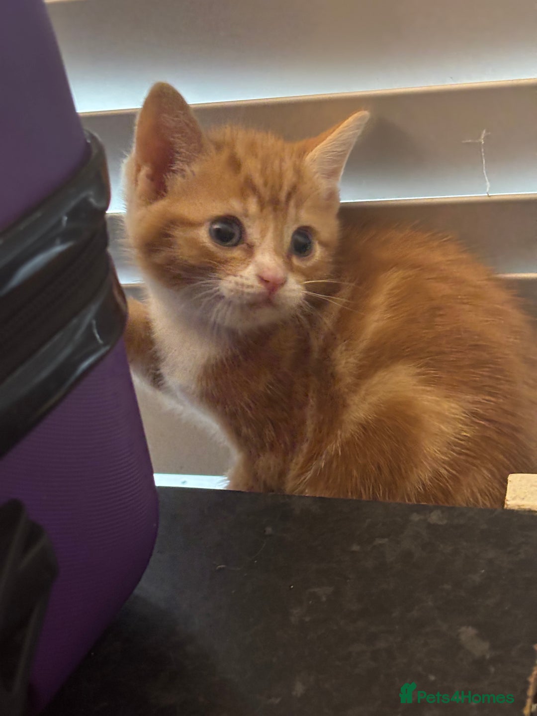 Mixed Breed cats for sale: Adorable Fluffy Kittens - Advert 20