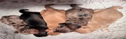 Miniature Dachshund dogs for sale: 5*Licensed+KCreg+Vetchecked+PRAclear+LONG HAIRED - Advert 22