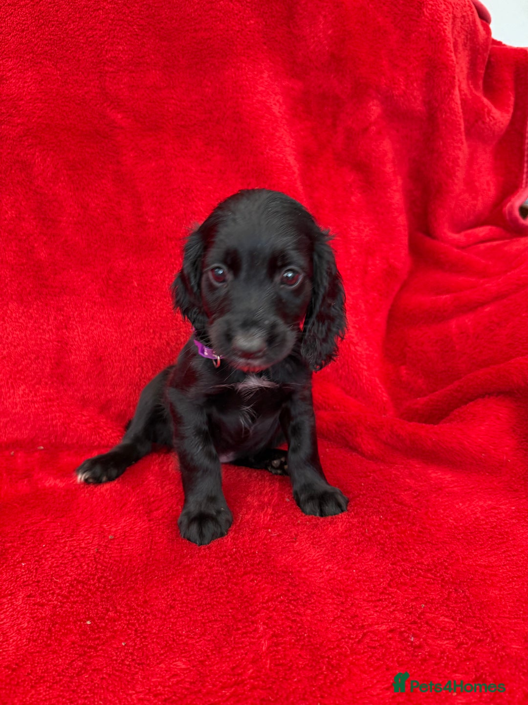 Cocker Spaniel dogs for sale: Working cocker spaniel puppies - Only 3x pups left - Image 27