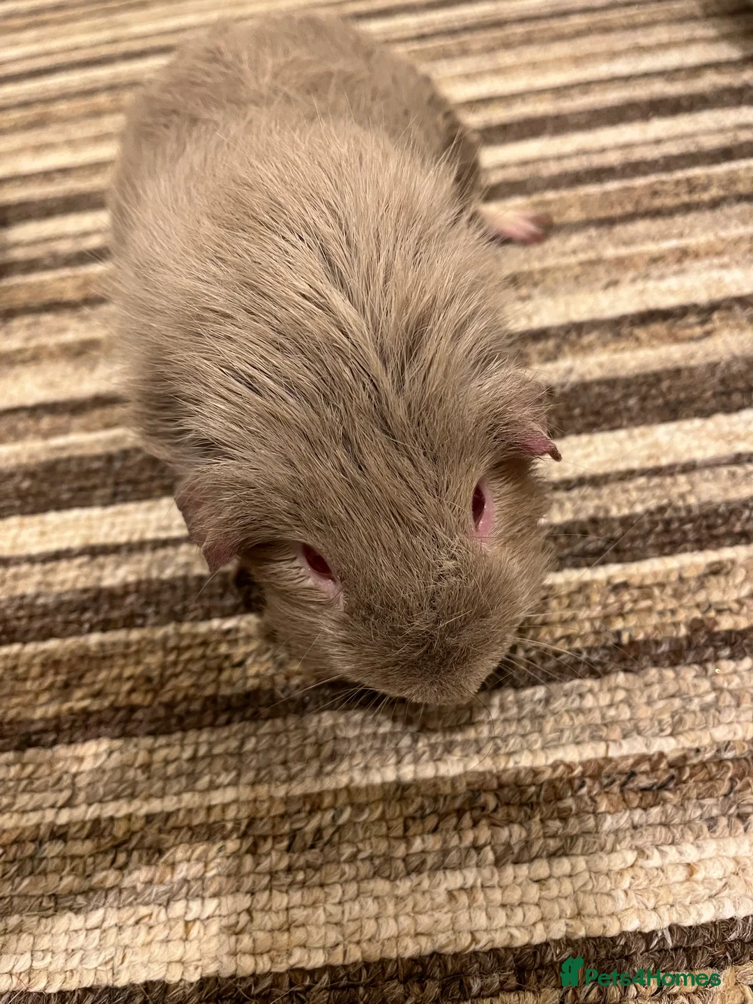 Guinea Pig rodents for sale: Two beautiful male guinea pigs  to rehome  - Advert 7