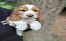 Cocker Spaniel dogs for sale: 100% SHOW TYPE HEALTH TESTED COCKERSPANIELS - Image 1